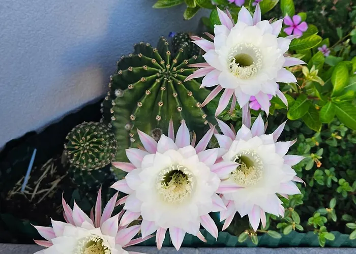 Luxury Ane * Задар